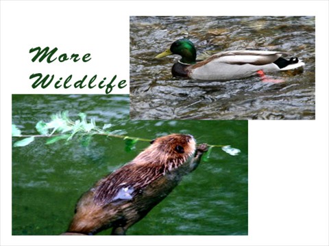 more wildlife