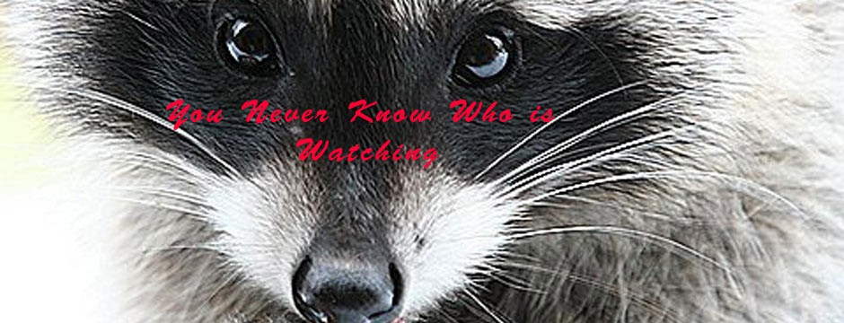 racoon