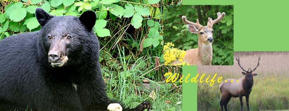 wildlife